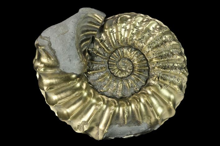 Pyritized (Pleuroceras) Ammonite Fossil - Germany #131108